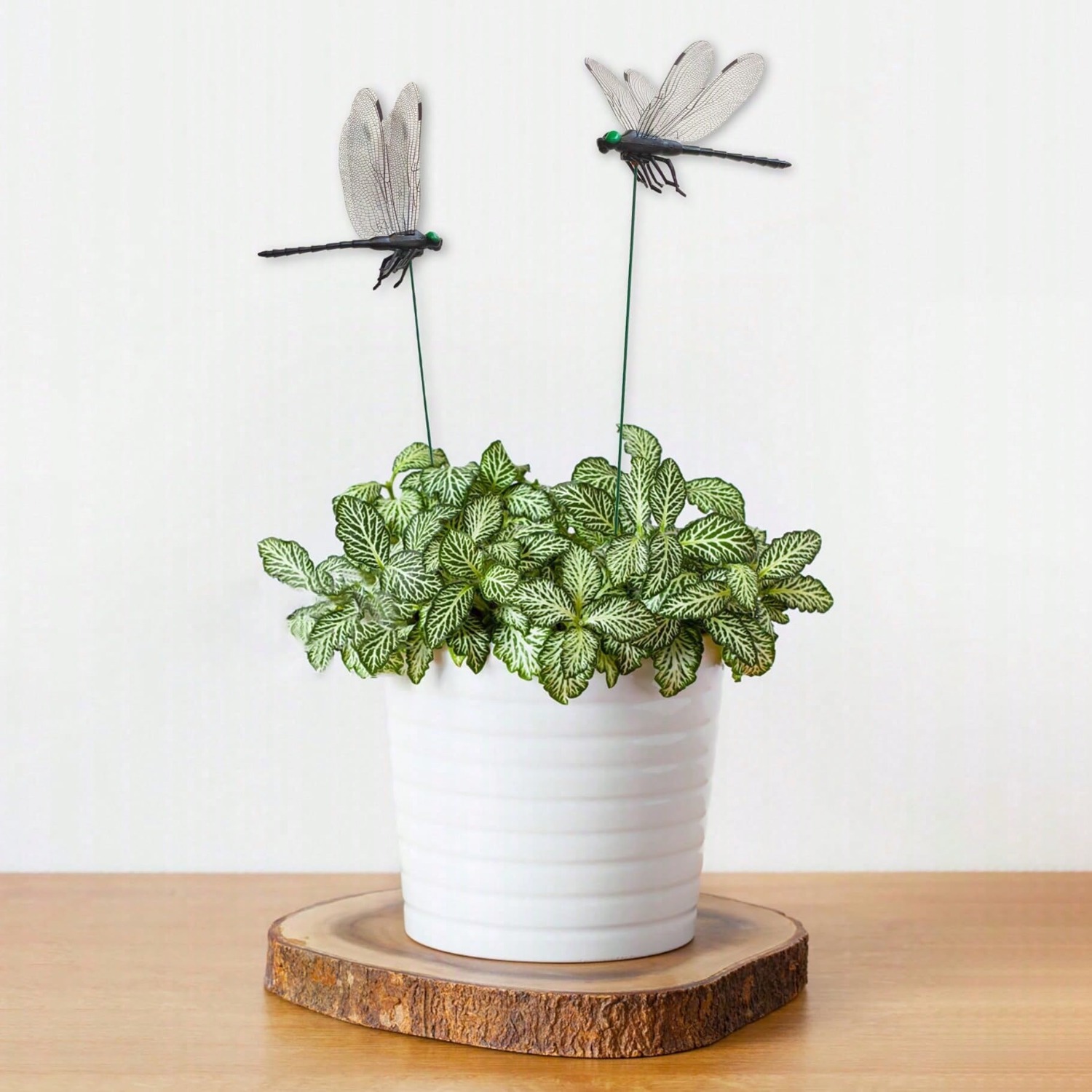 10 Pcs Dragonfly Decorative S, - Bonsai Garden Decor 评论和价格