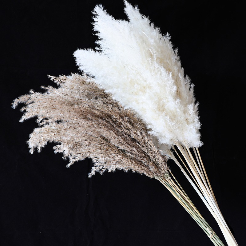 10Pcs Colorful Natural Reeds P - Bonsai Garden Decor 评论和价格