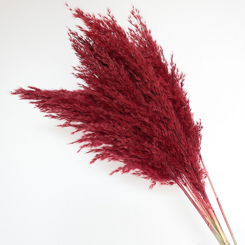 10Pcs Colorful Natural Reeds P - Bonsai Garden Decor 评论和价格